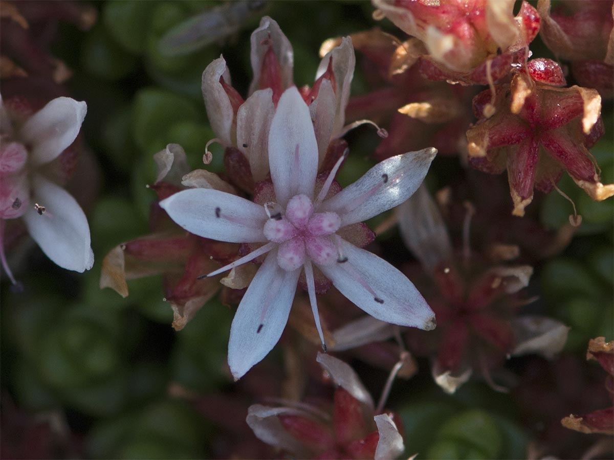 Sedum anglicum